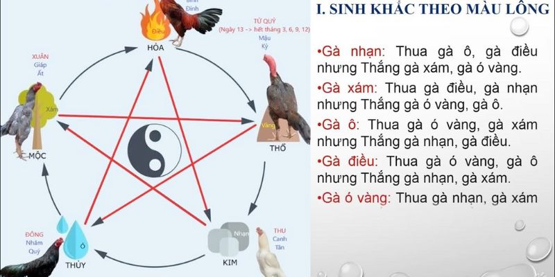 Chọn màu mạng gà đá theo ngũ hành là cách phổ biến nhất